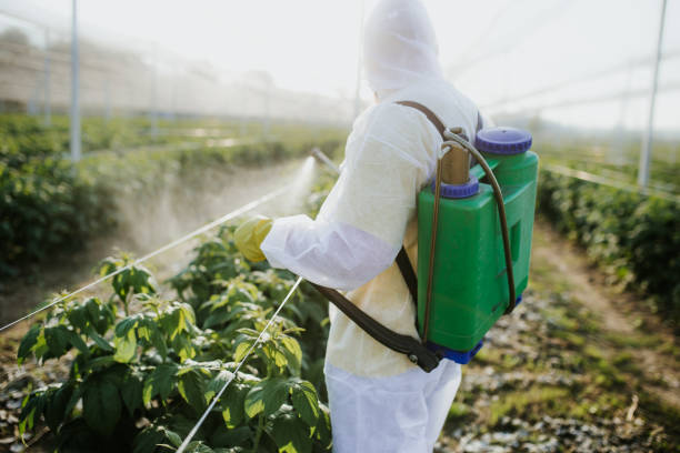 Best Pest Removal Services  in Pahala, HI